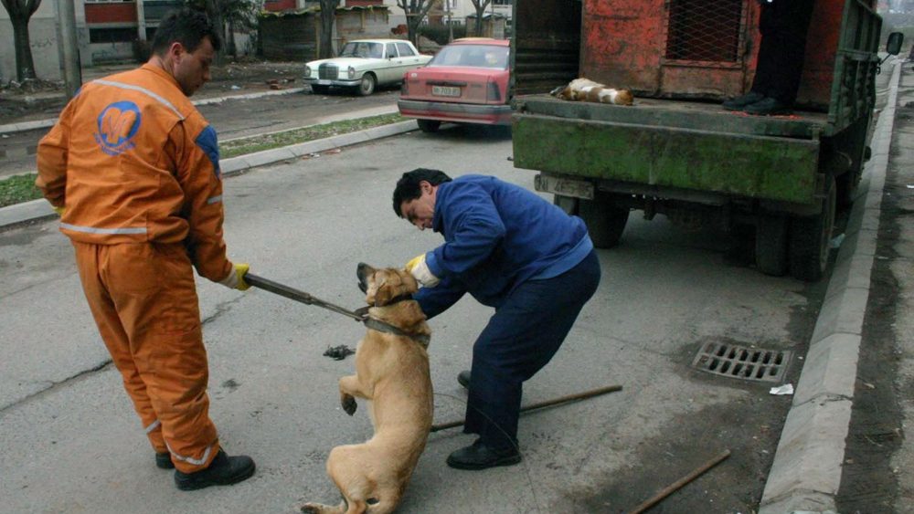 "Hitno povucite Nacrt Zakona o dobrobiti životinja": Profesorka Pravnog fakulteta u Nišu Nataša Stojanović pisala Ministarstvu 2