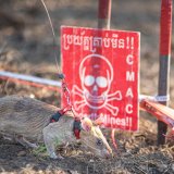 Pacov Ronin rekorder u otkrivanju mina 3
