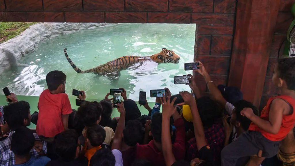 Ko ne izvede psa u šetnju, u Indiji može da završi u zatvoru 3 posetioci fotografišu tigra u zoološkom vrtu