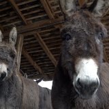 Delikates: Srpski sir od magarećeg mleka među najskupljim u svetu 8