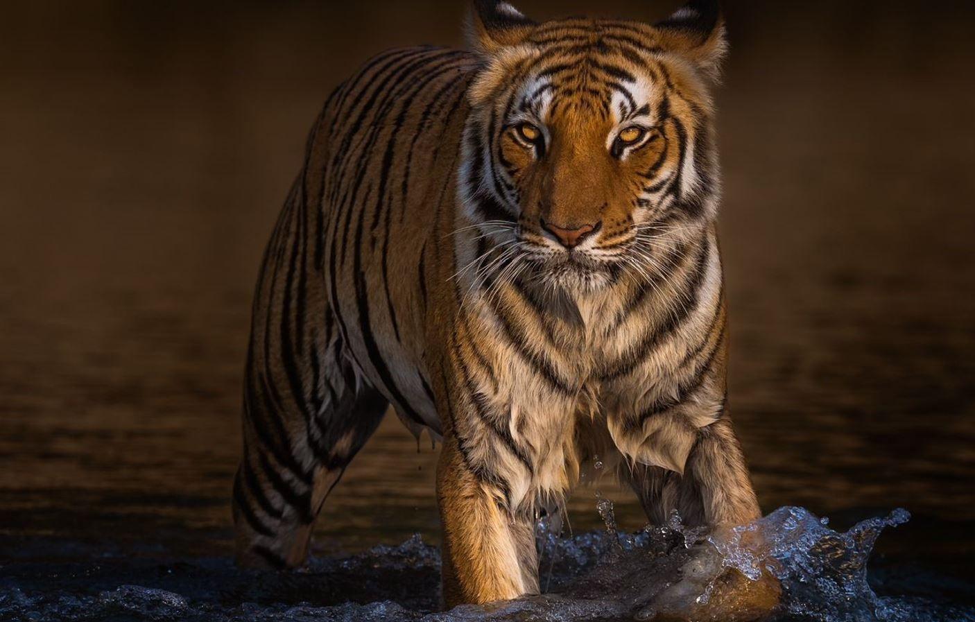 Žena koja foto-aparatom traga za tigrovima u Indiji 5 tigar