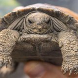 Prvi put roditelji u 100. godini 4