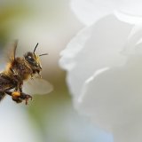 Šta je izazvalo pomor pčela u Srbiji 12