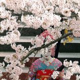 Sakura u senci klimatskih promena: Trešnje u Kjotu cvetaju sve ranije 7