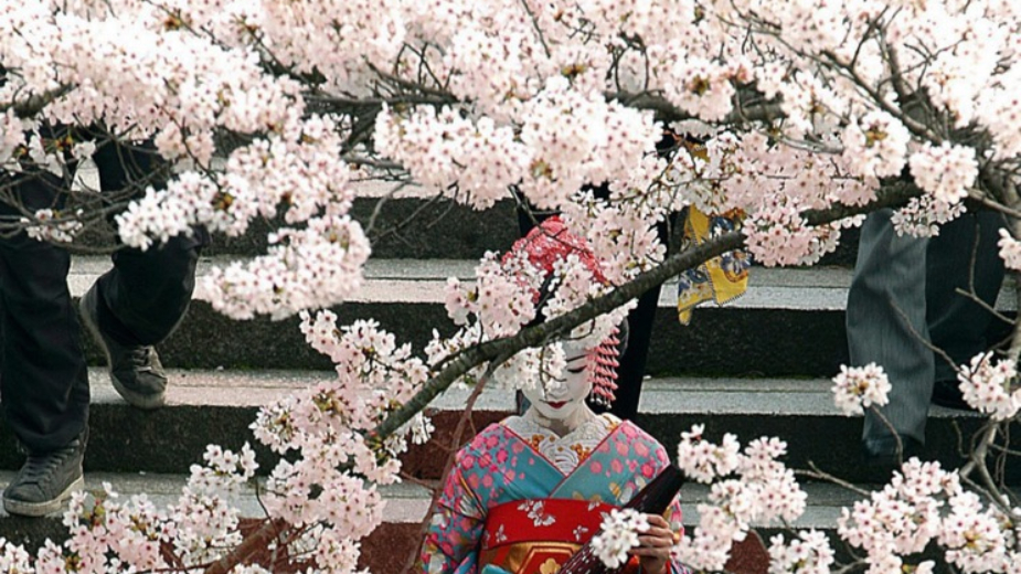 Sakura u senci klimatskih promena: Trešnje u Kjotu cvetaju sve ranije 1