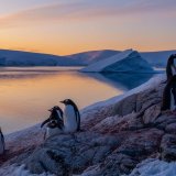 'Niko nije pošteđen': Na Trampovoj kaznenoj carinskoj listi i ostrvo pingvina 6