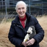 „U toku je šesto veliko izumiranje", upozorava Džejn Gudol 6