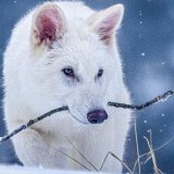 Naučnici demantuju da je oživljen davno izumrli jezovuk 5