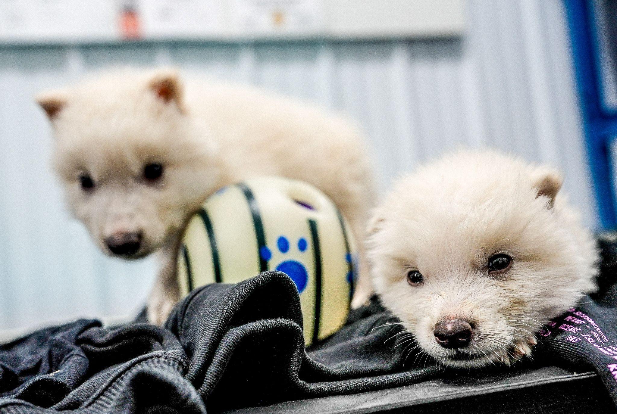 Naučnici demantuju da je oživljen davno izumrli jezovuk 2 Mali vukovi