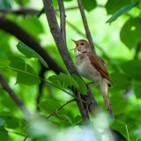 Širom Srbije od 25. do 27. aprila jedinstveni izleti na kojima se slušaju slavuji 10