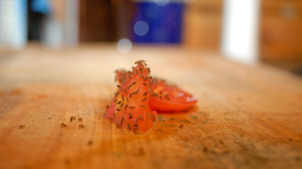 Trik sa čašom koji pomaže da se rešite vinskih mušica 1