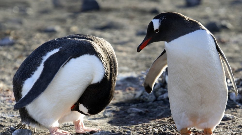 Ni foke nisu sigurne: Kako su Herd i Mekdonald ostrva postala deo trgovinske politike 1