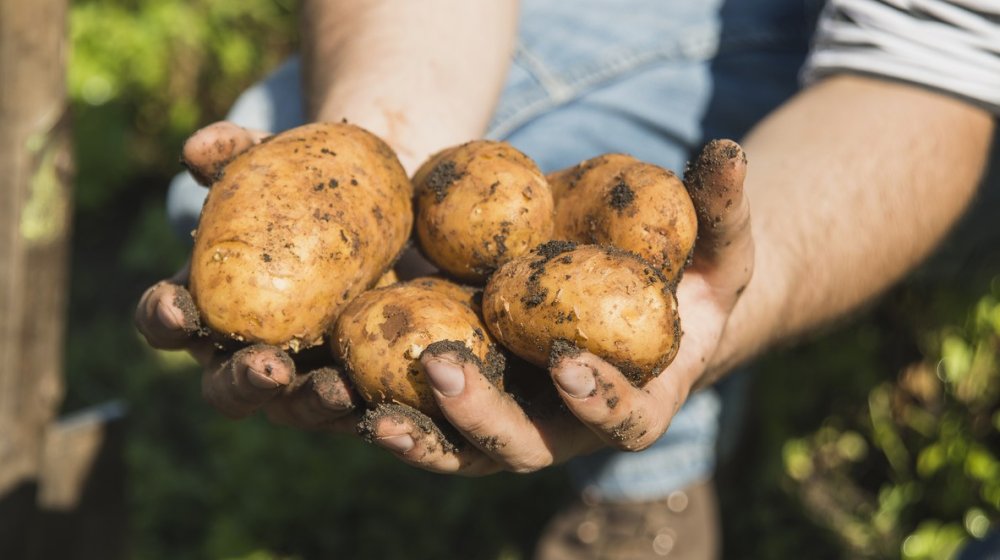 Da li je tačno da krompir šteti zdravlju: Ne, ako ga spremate na ovaj način 1