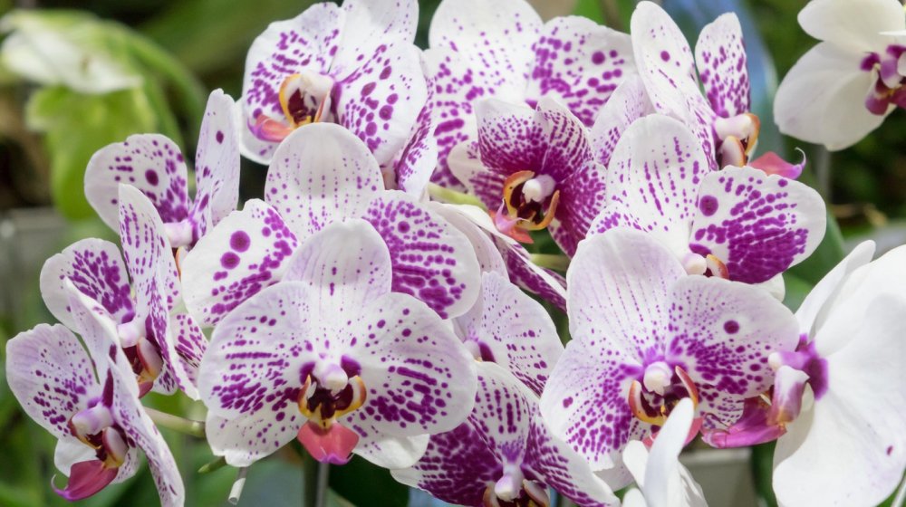 Trik koji vraća život orhidejama: Dodajte u vodu ovaj sastojak i izbegnite uzrok njihovog propadanja 1