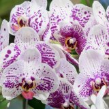 Trik koji vraća život orhidejama: Dodajte u vodu ovaj sastojak i izbegnite uzrok njihovog propadanja 1