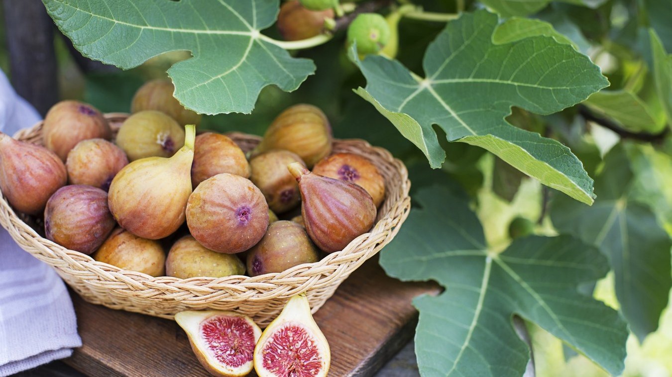 Smokva blizu kuće: Zašto naši stari nikada nisu sadili ovo drvo blizu doma, razlog je važan 2 Smokva blizu kuće: Zašto naši stari nikada nisu sadili ovo drvo blizu doma, razlog je važan 1