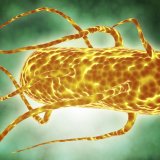 Stari ubica u novom ruhu: Tifus postaje otporan na sve antibiotike, upozoravaju naučnici 5