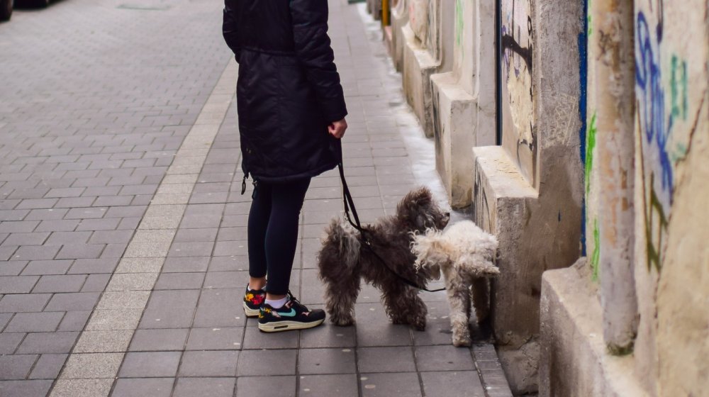 Šta morate da radite kako biste sprečili psa da povlači povodac? 1