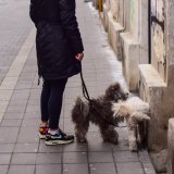 Šta morate da radite kako biste sprečili psa da povlači povodac? 2