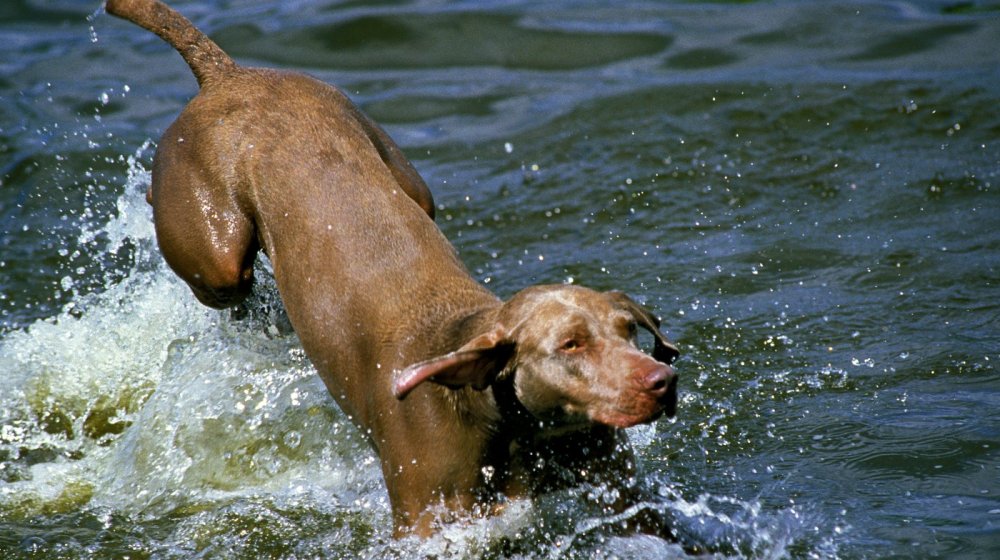 Ova namirnica je ključna za probavu vašeg psa 1