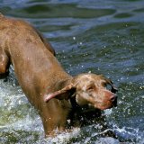 Ova namirnica je ključna za probavu vašeg psa 2