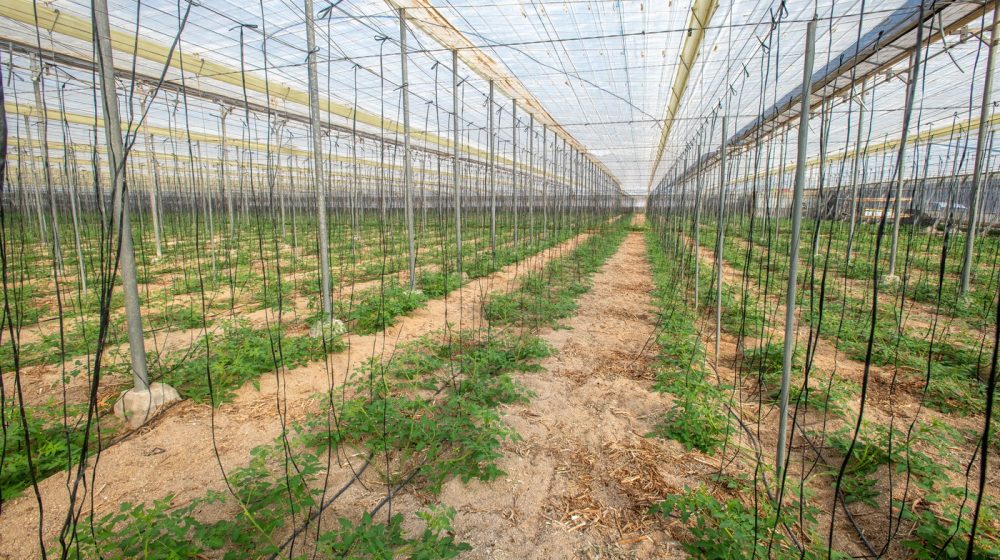 Biljke koje nikako ne bi trebalo da sadite pored paradajza 1