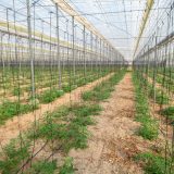 Biljke koje nikako ne bi trebalo da sadite pored paradajza 5