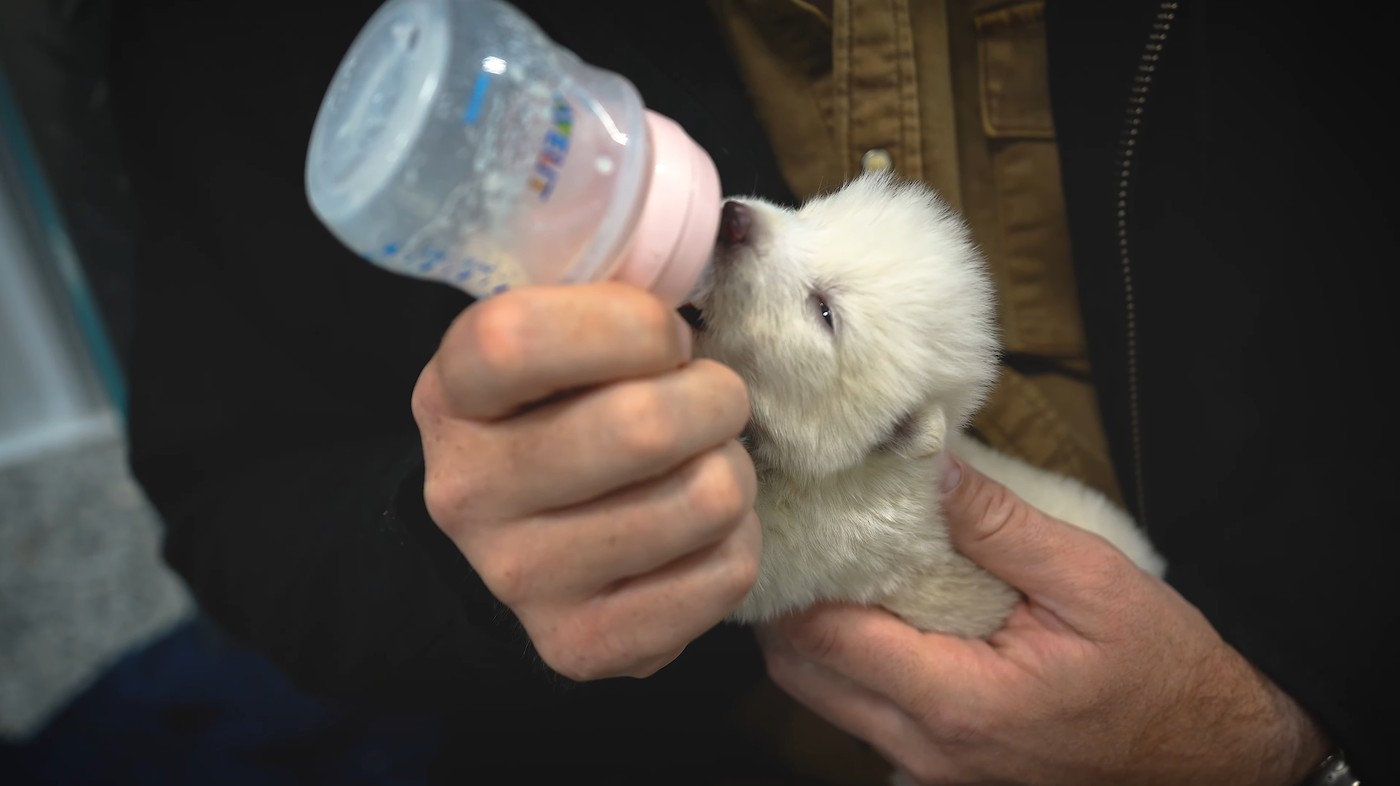 Naučnici oživeli izumrlog vuka iz ledenog doba: Ovako zvuči njegovo prvo zavijanje nakon više od 10.000 godina 4 Naučnici oživeli izumrlog vuka iz ledenog doba: Ovako zvuči njegovo prvo zavijanje nakon više od 10.000 godina 4