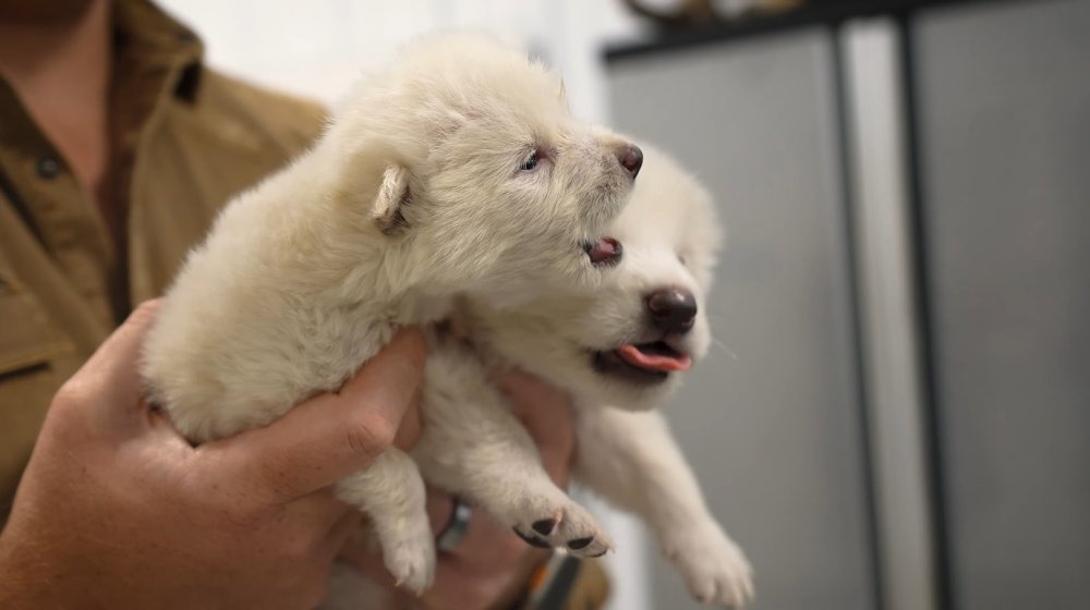 Naučnici oživeli izumrlog vuka iz ledenog doba: Ovako zvuči njegovo prvo zavijanje nakon više od 10.000 godina 1