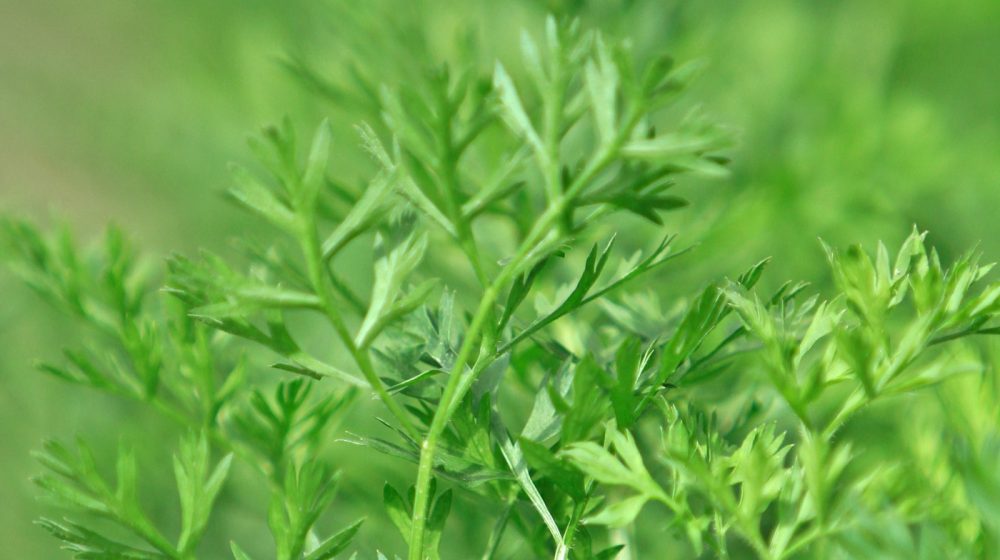 Jednostavan trik koji vam garantuje svežinu peršuna 1