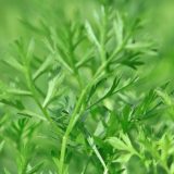 Jednostavan trik koji vam garantuje svežinu peršuna 1