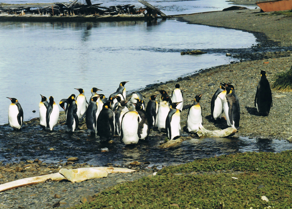 Ni foke nisu sigurne: Kako su Herd i Mekdonald ostrva postala deo trgovinske politike 2