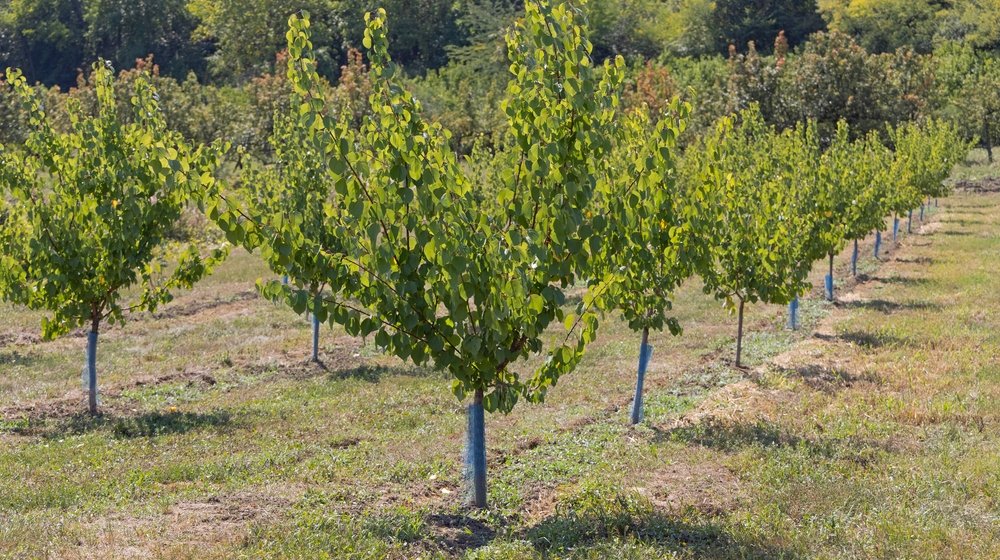 “Od rekordnih 30 cm snega na Košutnjaku do 33 stepena u Novom Sadu”: Da li je mraz u aprilu uobičajen i kako šteti poljoprivredi? 1