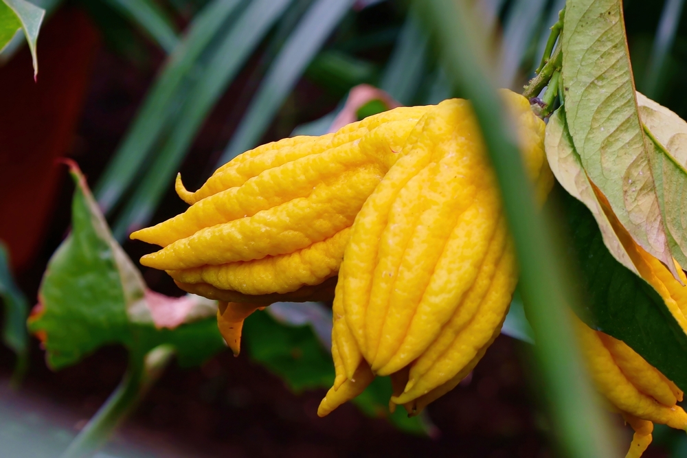 Limun je nastao ukrštanjem dve voćke - možete li da pogodite koje? 1