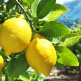limun