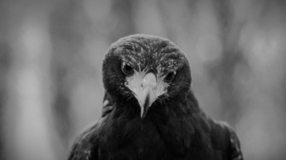 "Bežimo u mrak": Neobjavljeni snimak EKV-a iz 1988. godine dobio videospot 1