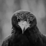 "Bežimo u mrak": Neobjavljeni snimak EKV-a iz 1988. godine dobio videospot 3