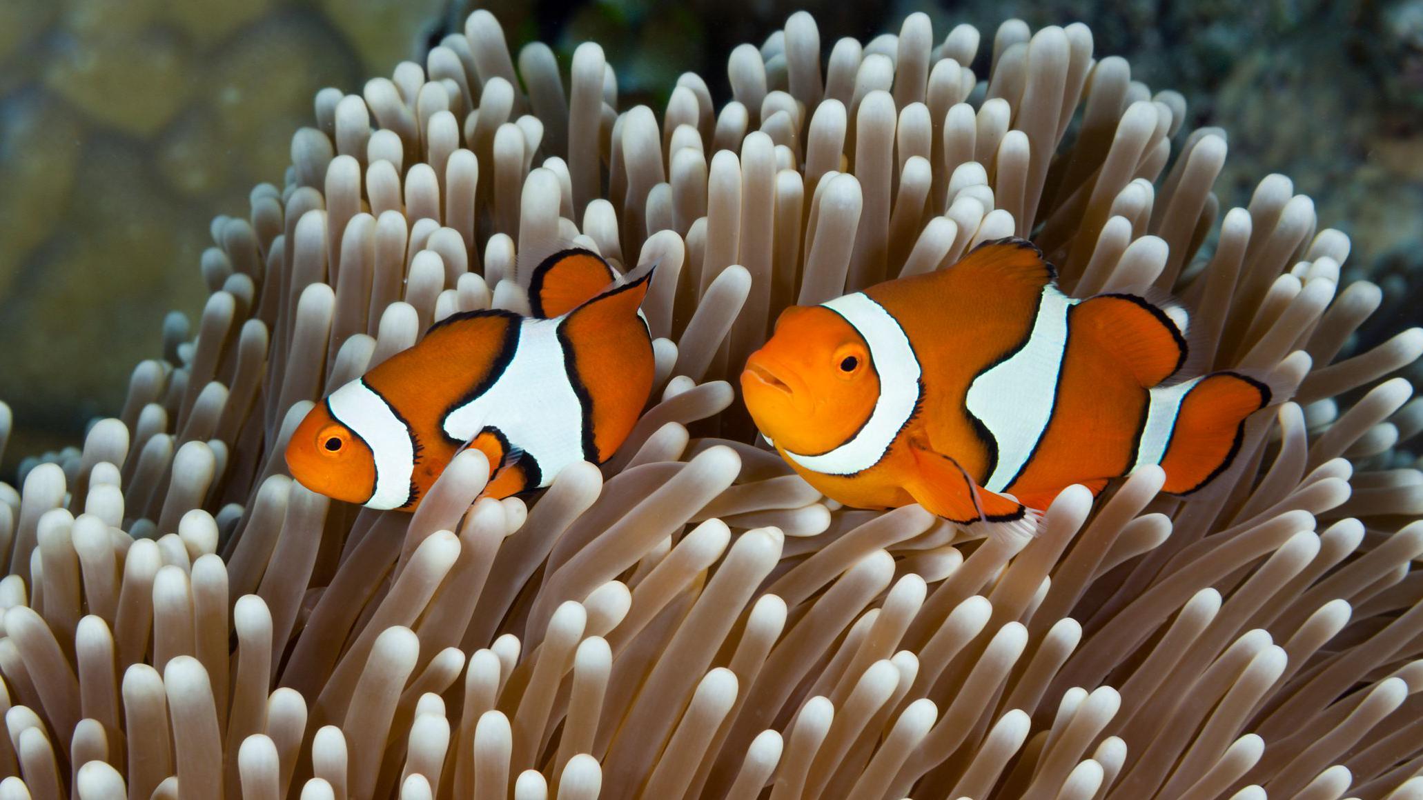 'Nemo' se smanjuje usled zagrevanja okeana - alarm za uzbunu 2 A pair of orange-and-white-striped clownfish swim together over a reef of brilliant white fronds of coral
