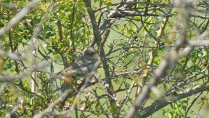 DZPPS kupio Slavujev lug: Dva hektara šume u Banatu za ptice 4