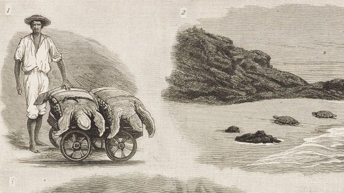 Lov na kornjače, ostrvo Asension, ilustracija iz 1883. godine