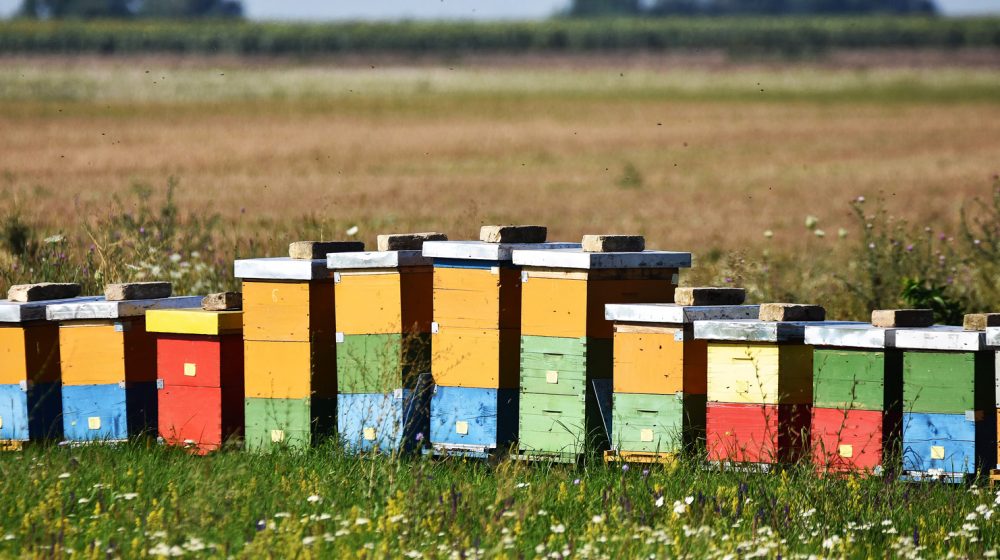 Do 15. avgusta traje konkurs za 11 električnih ograda za zaštitu pčelinjaka u Srbiji od medveda 1