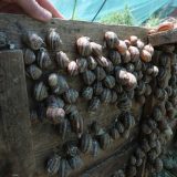 Zaplena puževa u Padinskoj Skeli: Nerazjašnjen slučaj iz 2005. i njegove posledice 14