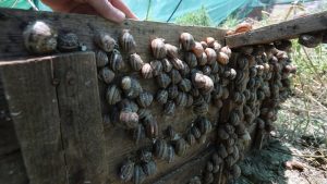 Pre tačno 20 godina, izvozno orijentisana proizvodnja puževa u Srbiji doživela je ozbiljan udarac kada su republički inspektori zaplenili 28,5 tona puževa iz pogona firme Alimenti naturali u Padinskoj Skeli. Tvrdili su da puževi ne potiču sa sertifikovanih farmi, već da su nelegalno sakupljeni iz prirode. Umesto da budu izvezeni, prodati su jednoj domaćoj firmi – po ceni koja je, prema tvrdnjama Alimenti naturali, bila znatno ispod tržišne.