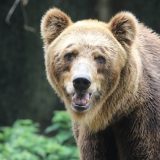 Medved napao muškarca: "Srećom da je Ličanin" 15