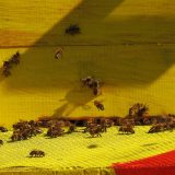 Planeta zavisi od oprašivača, upozorili stručnjaci povodom Svetskog dana pčela 5