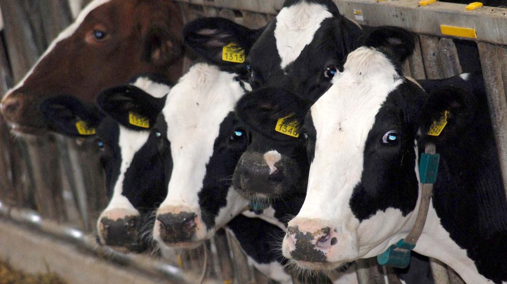 Stočari Srbije: Zbog suše nema hrane, počela rasprodaja goveda 1