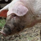 Ljubav Šapčana prema zatvorskim prasićima: Sećanje na priču iz maja 2005. godine 6