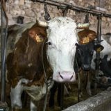 Bik šetao po autoputu, u blizini Novog Sada (VIDEO) 12