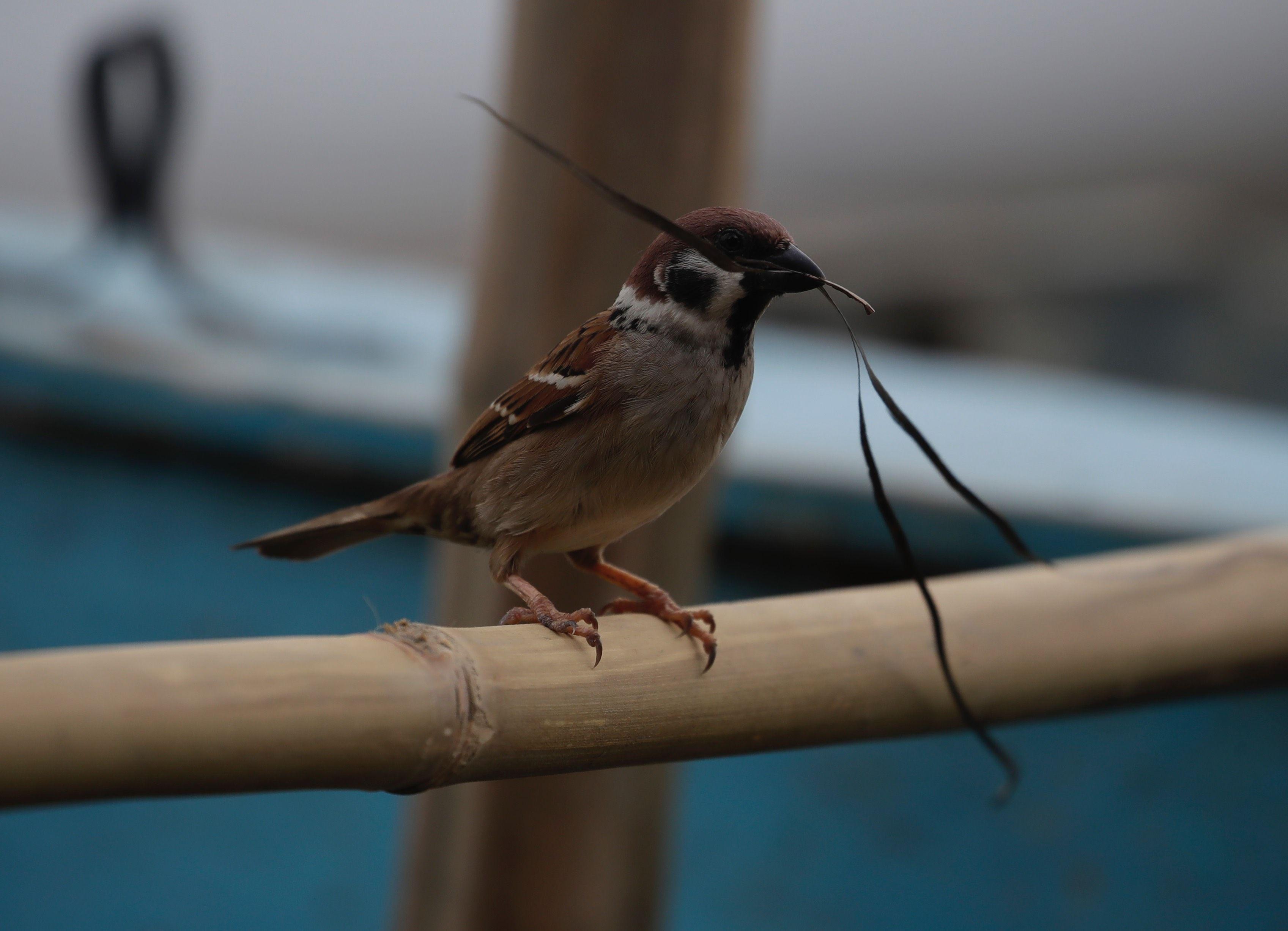 Kako veštačka svetlost gradova utiče na ptice 2 Selidba je rizično i iscrpljujuće vreme u životu ptice