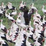 Kako veštačka svetlost gradova utiče na ptice 3